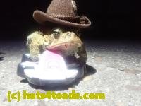 /home//u458753944/public_html/sourcegallery//////Roxborough Toad Detour/2024/2024-04-14/P4141375.JPG